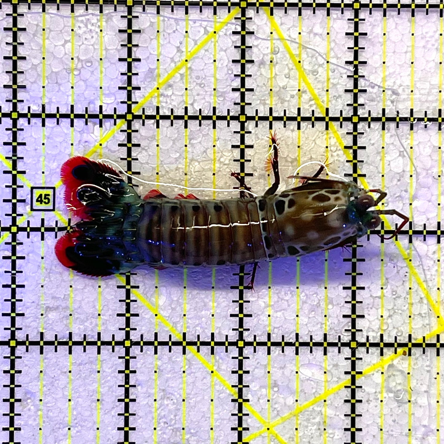 Mantis Shrimp Size: S 2.75" WYSIWYG MTS112301