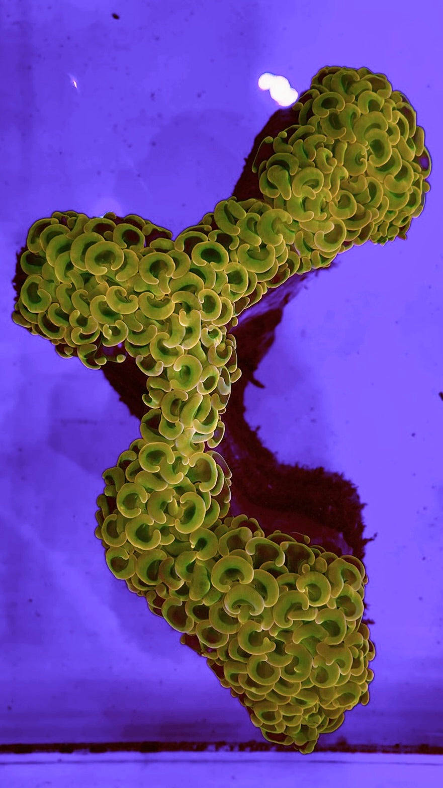 Solomon Islands Golden Wall Hammer Colony WYSIWYG GWH113001 Size: Approx 6" (top to bottom)