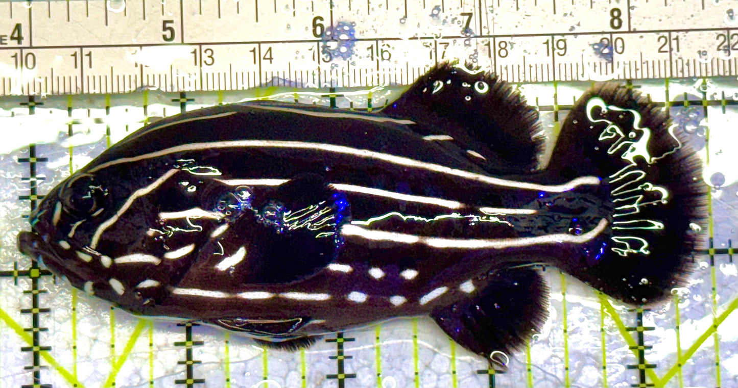 Six-Lined Soapfish SLS032702 WYSIWYG Size: L 4.5" approx