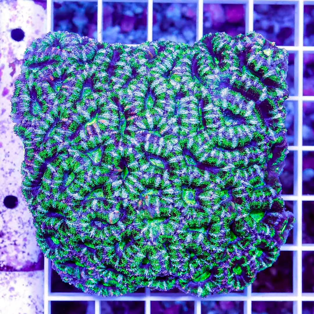 Acan Lordhowensis Size: M 0.5" to 1" Approx Frag - Violet Aquarium