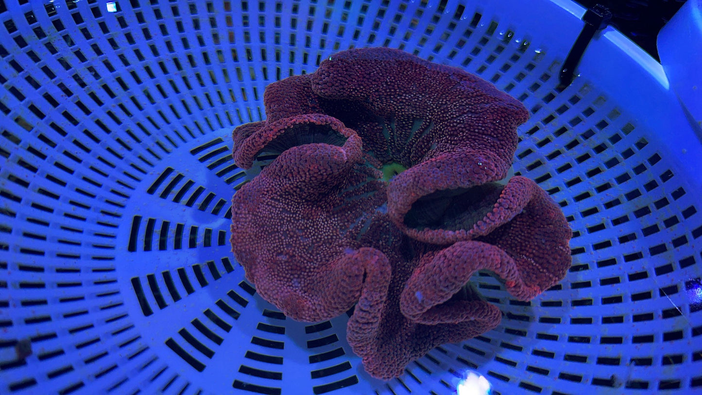 Aussie Red/Purple Carpet Anemone Size: M 3" to 5" WYSIWYG