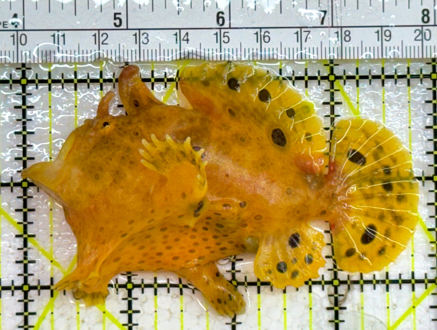 Angler A032601 WYSIWYG Size: L 4.75" approx