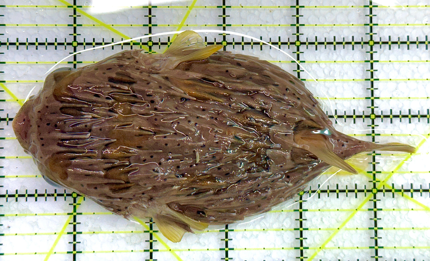 Long Spine Porcupine Pufferfish LSPP040101 WYSIWYG Size: XL 5.5" approx