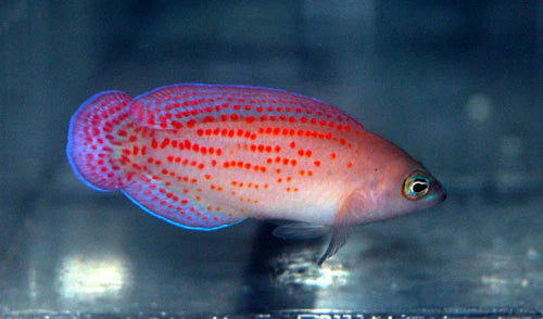 Red Spotted Dottyback