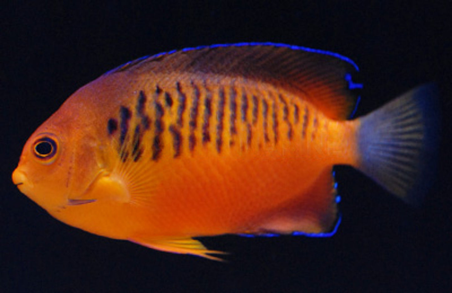 False Shepardi Angelfish (Hybrid of Flame and Rusty) Size: M 2" to 3"