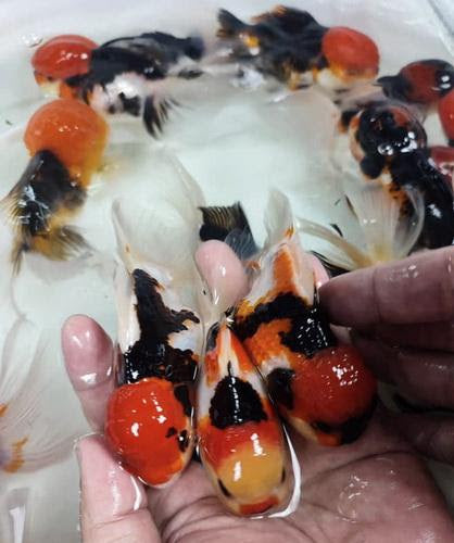 Red Black White Tircolor Fancy Oranda Goldfish Grade A Thailand