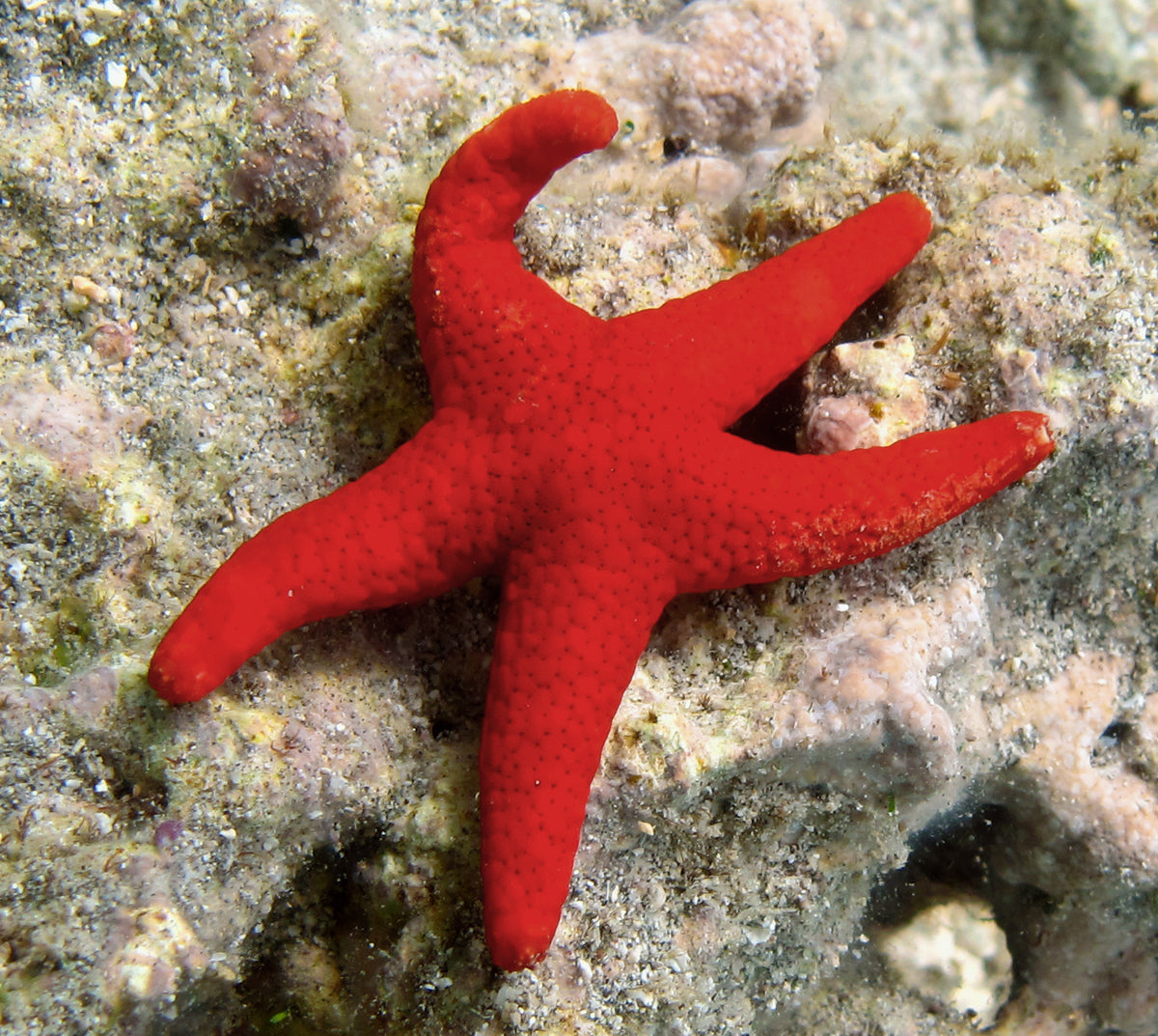 Red Fromia Starfish (millepora)