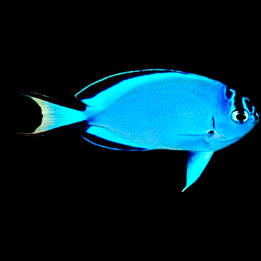 Watanabe Angelfish (Female) Size: XL 4" to 5"