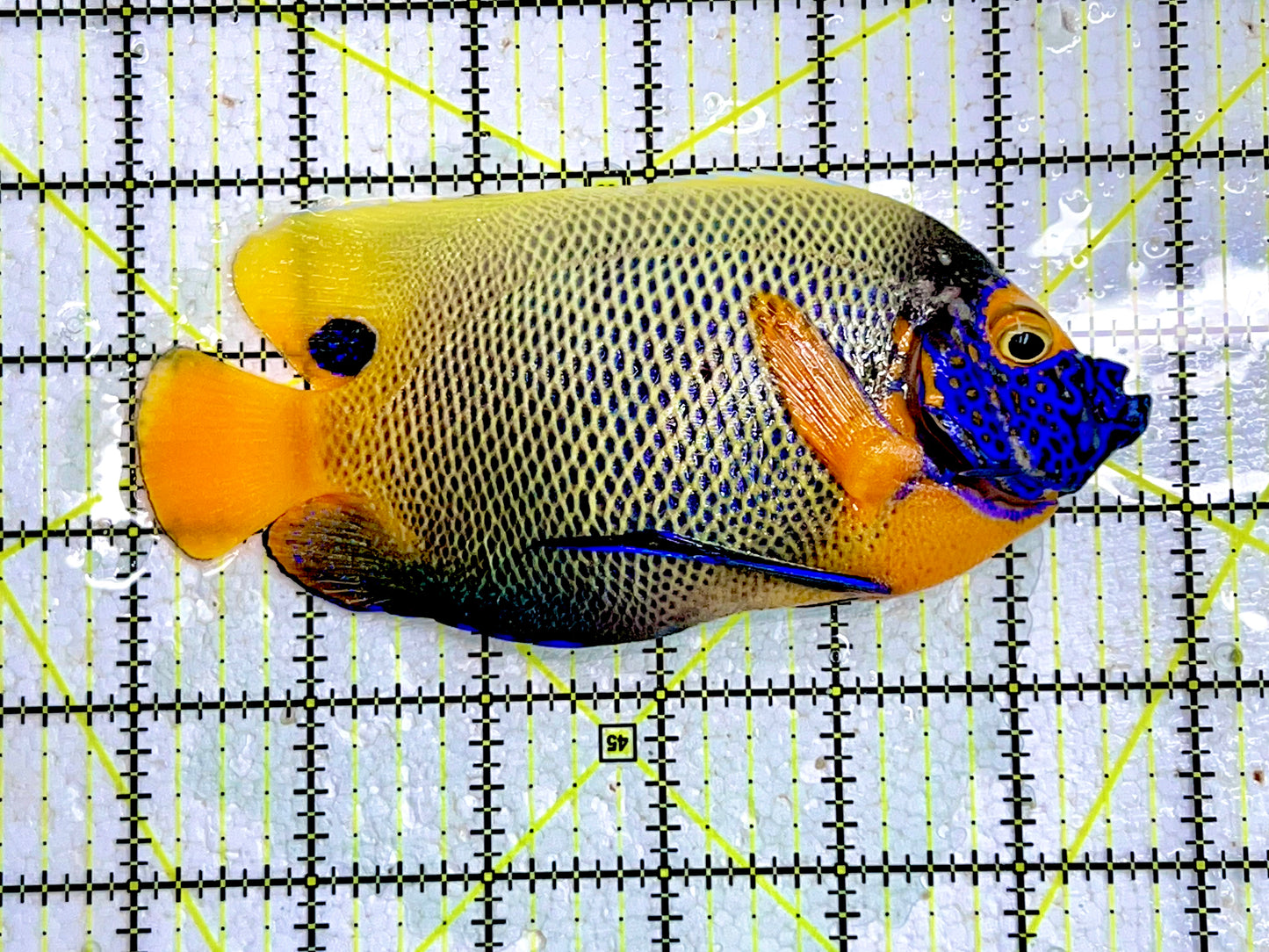 Blueface Angelfish Adult (Sumatra Vibrant Colors) BAA091703 WYSIWYG Size: XL 5.5" approx