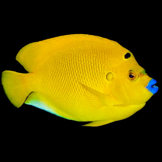 Flagfin Angelfish Size: L 4" to 5"