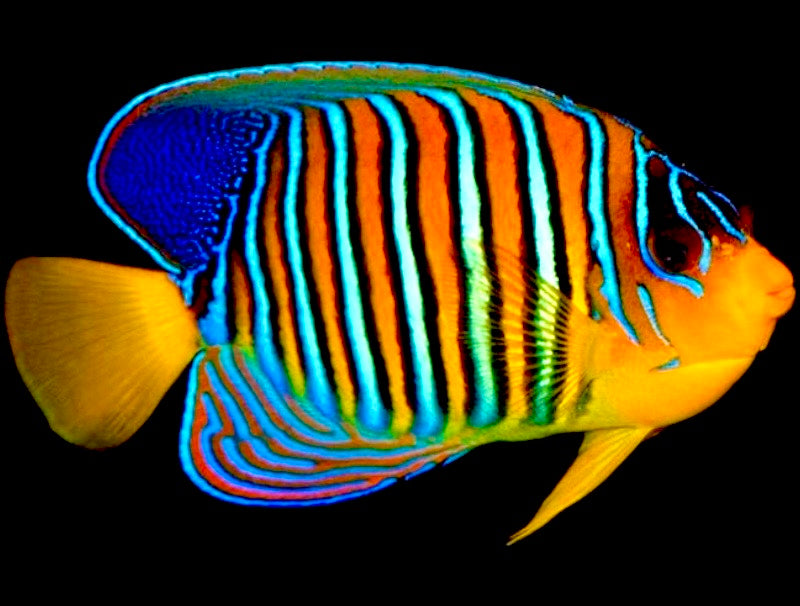 Regal Angelfish Sumatra Yellow Belly (Vibrant Color Indo) Size: S 2.5" to 3"