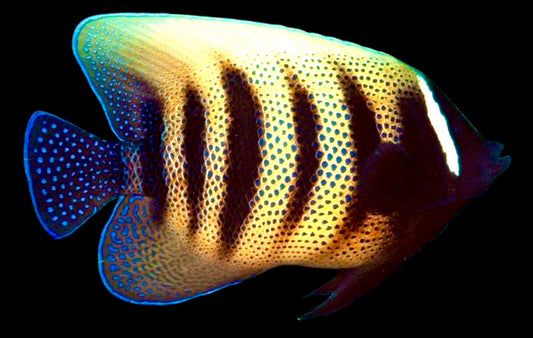 Sixbar Angelfish Adult Size: S 2" to 3" - Violet Aquarium 
