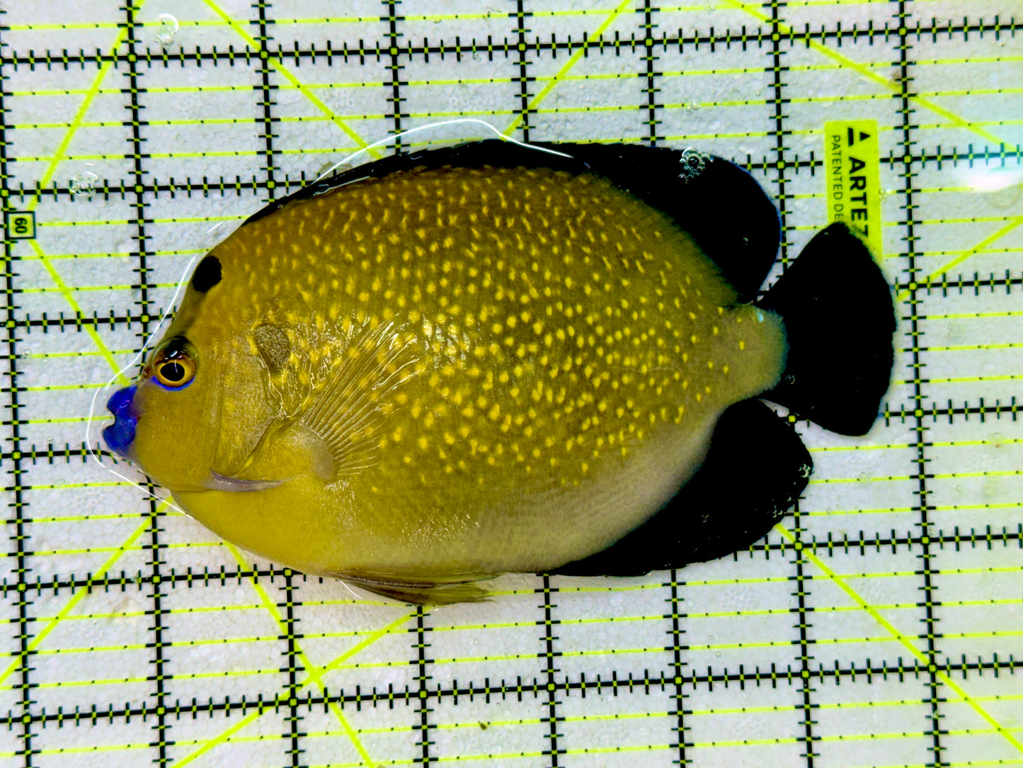 Goldflake Angelfish Size: WYSIWYG XXL SHOW 6" approx GLD80601