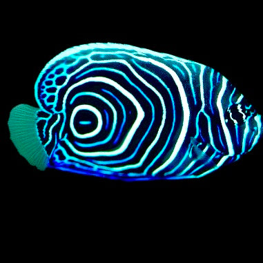 Emperor Angelfish Juvenile Size: S 1" to 2"