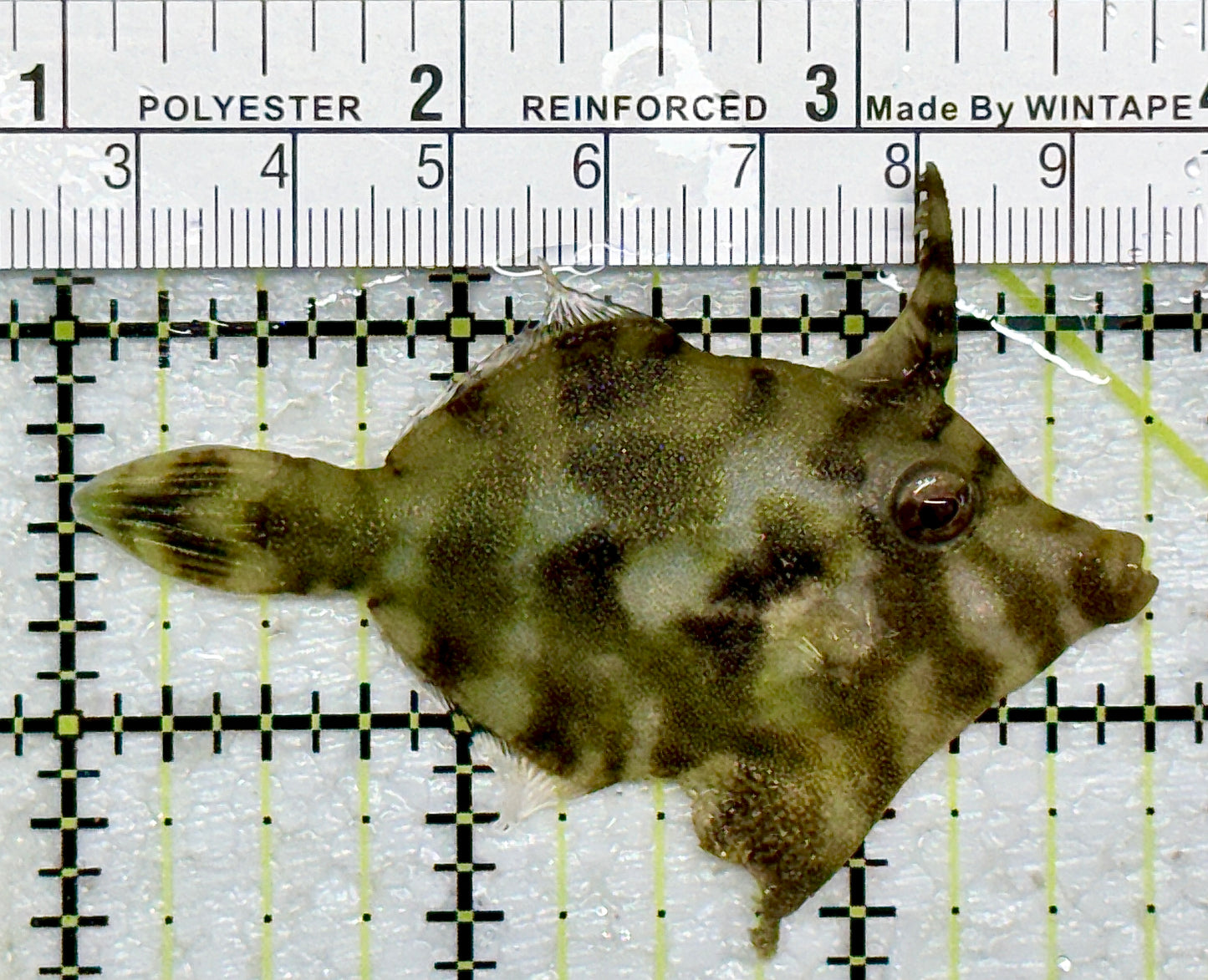 Aiptasia Eating Filefish AEF092102 WYSIWYG Size: M 2.75" approx