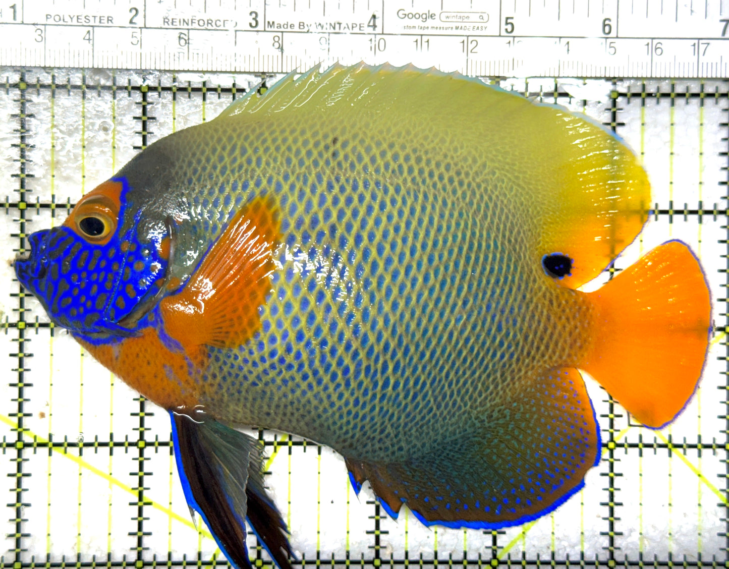 Blueface Angelfish Adult (Sumatra Vibrant Colors) BAA102401 WYSIWYG Size: XL 6" approx