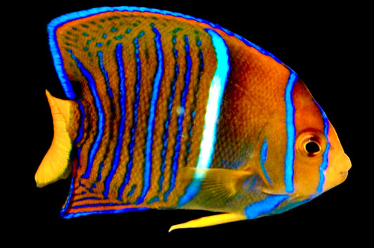 Passer King Angelfish Size: S 2" to 3"