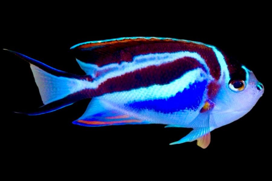 Bellus Angelfish Size: XL 5" to 6" - Violet Aquarium