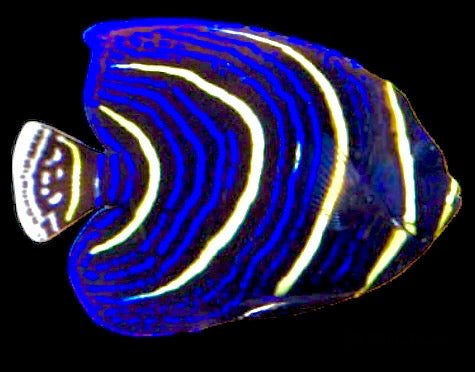 Cortez Angelfish Juvenile (Coasta Rica) Size: M 3" to 4"