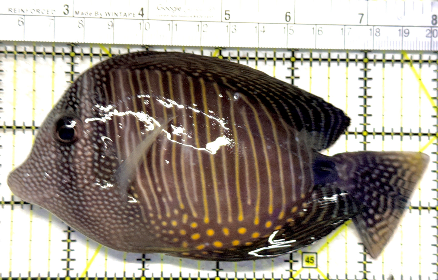 Desjardini Tang (Red Sea Sailfin Tang) DT102301 WYSIWYG Size: XL 5.5" approx