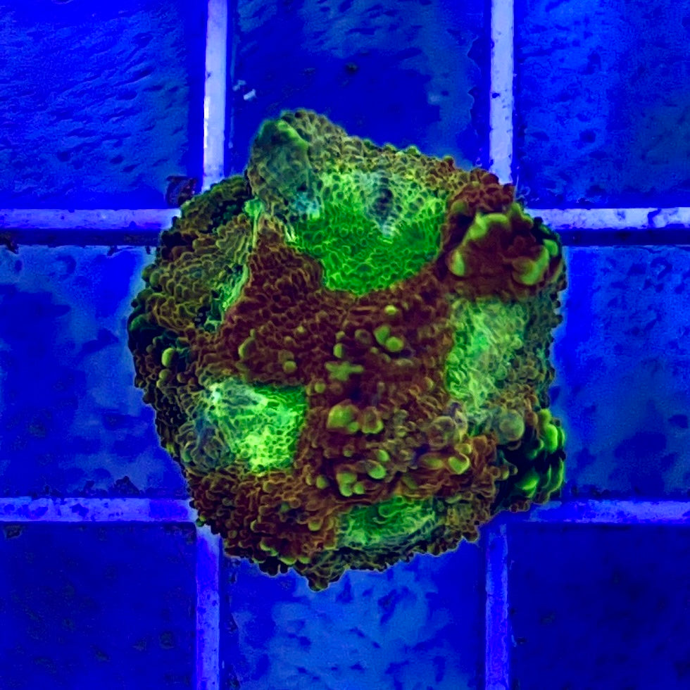 Pumpkin Echinata (Aquacultured)