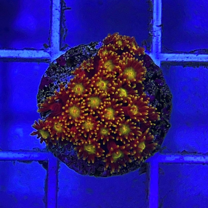 Honeysuckle Goniopora (Aquacultured)