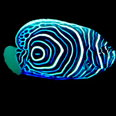 Emperor Angelfish Juvenile Size: Tiny 1.5" Approx - Violet Aquarium