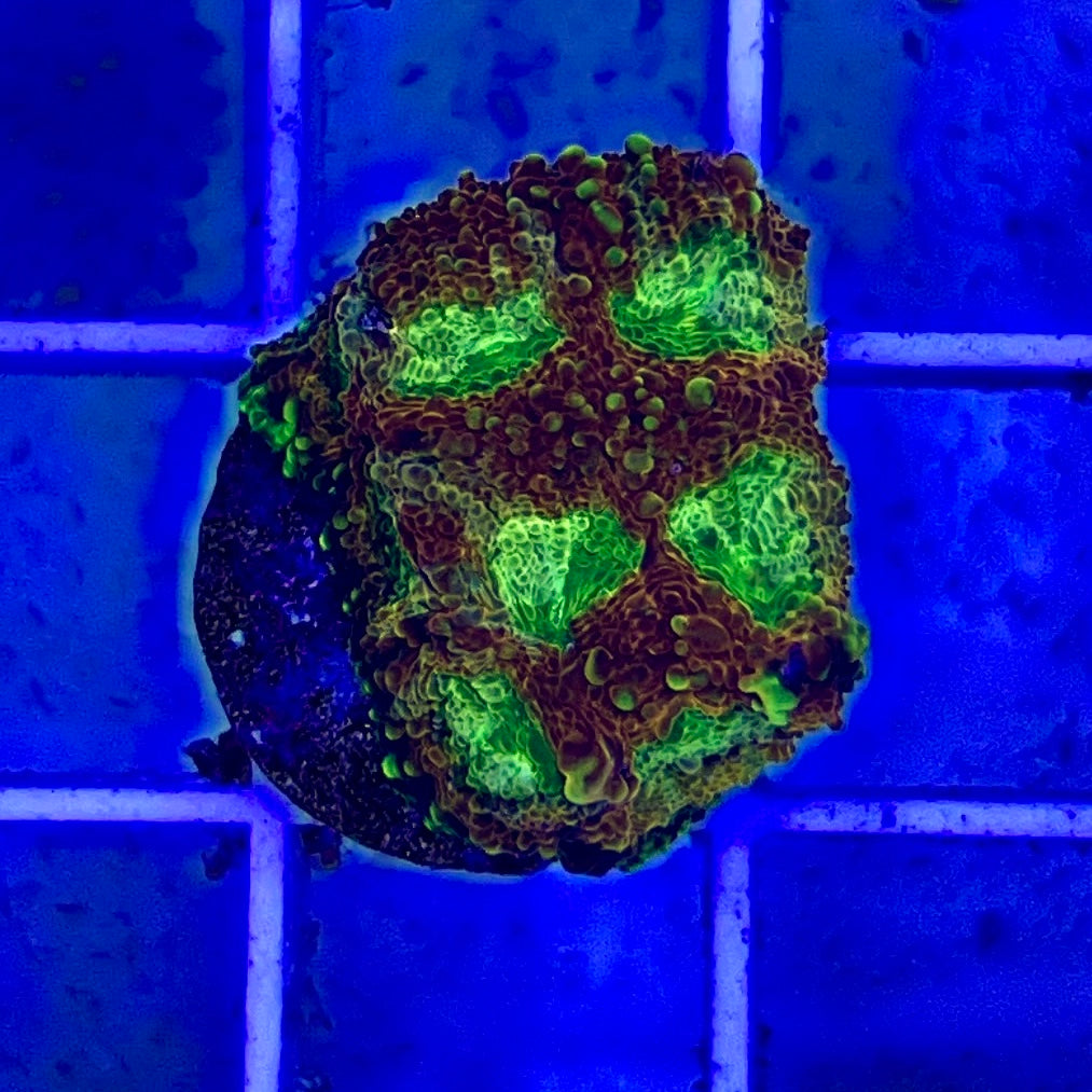 Pumpkin Echinata (Aquacultured)