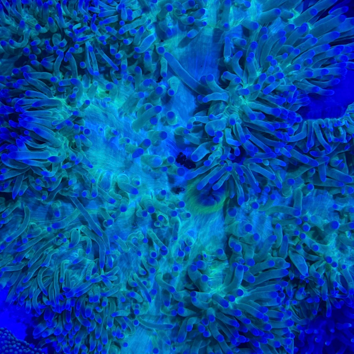 Rare Neon Blue Tip Ritteri Anemone Size: XXXL/SHOW 12" and Above