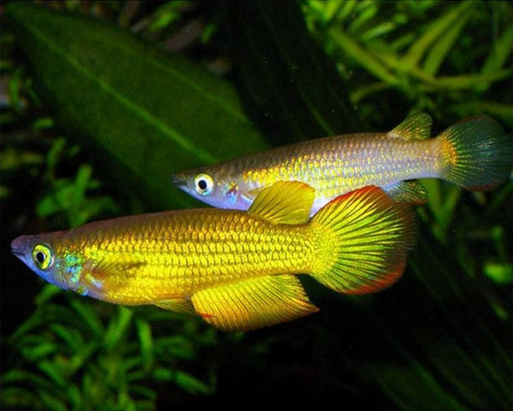 Golden Wonder Panchax Killifish