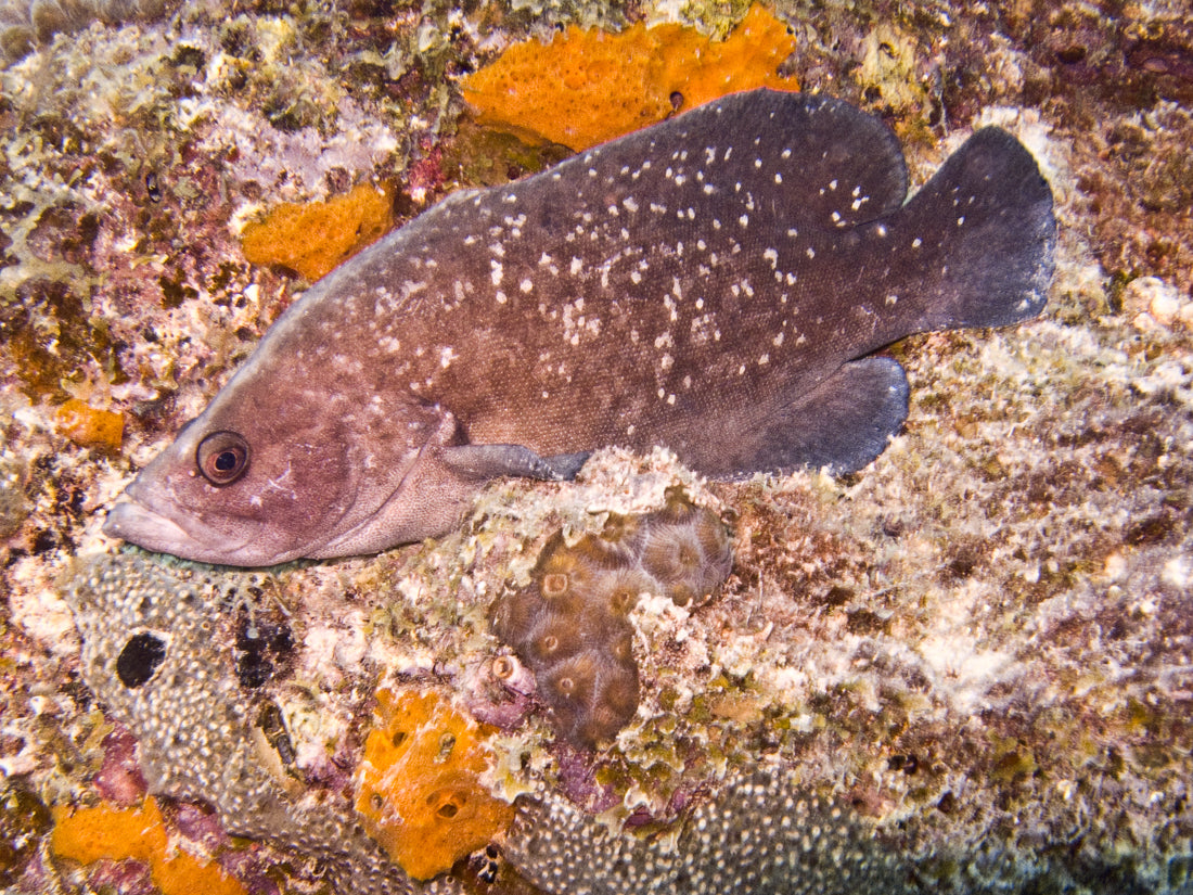Greater Soapfish