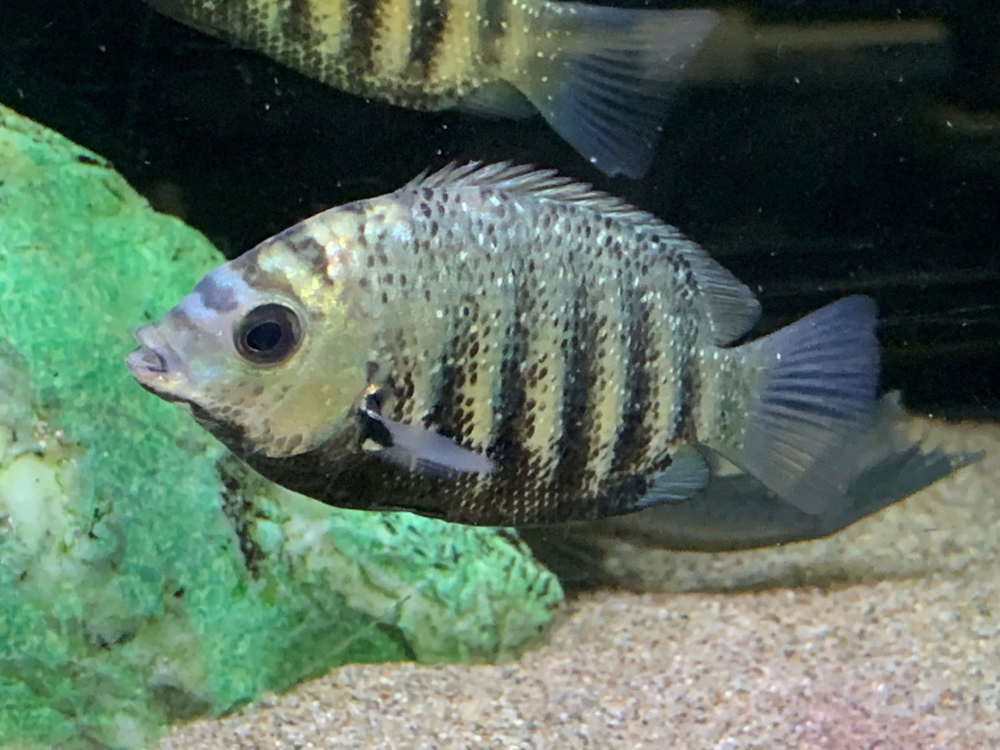 Green Banded Chromide