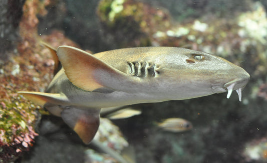 Grey Bamboo Shark Size: SHOW /XXL 13" and Above