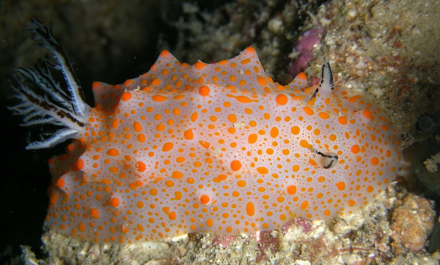 Strickland's Nudibranch