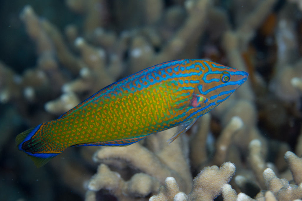 Grey Head Wrasse Size: XL 4" to 5" - Violet Aquarium