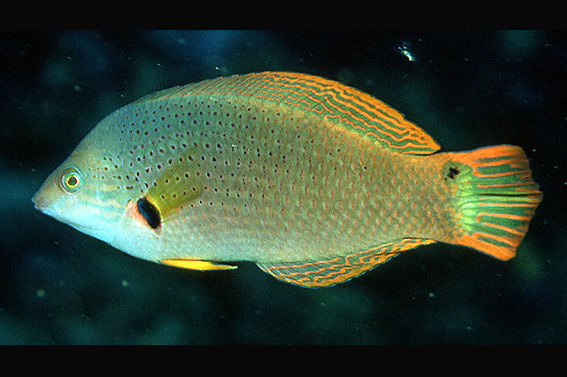Orange Fin Wrasse Size: M 2" to 3"