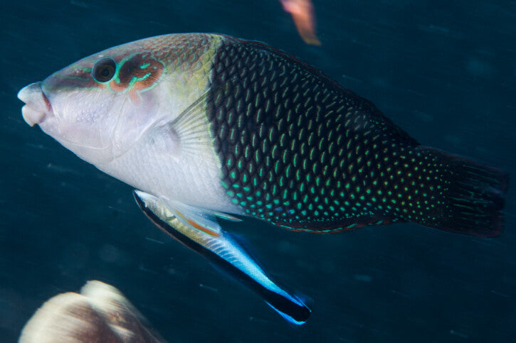 Half and Half Bicolor Thicklip Wrasse Size: Tiny 1" or Below - Violet Aquarium