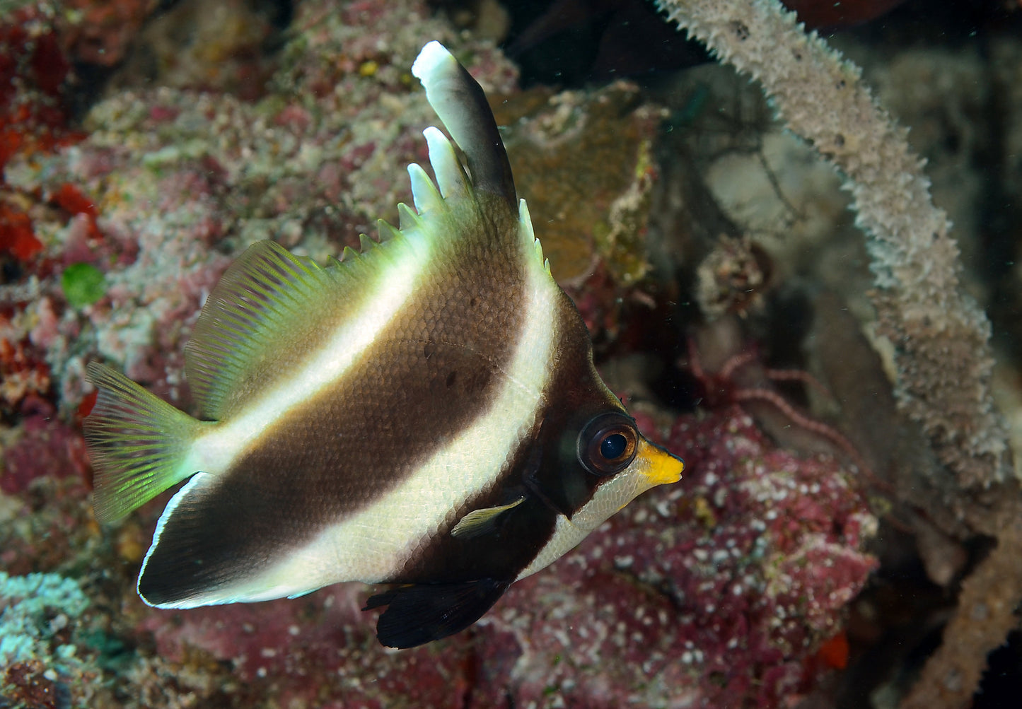 Threeband Pennant Butterflyfish Size M: 2" to 3"