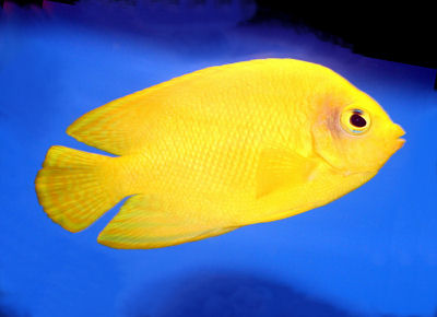 Herald's Angelfish - Violet Sea Fish and Coral