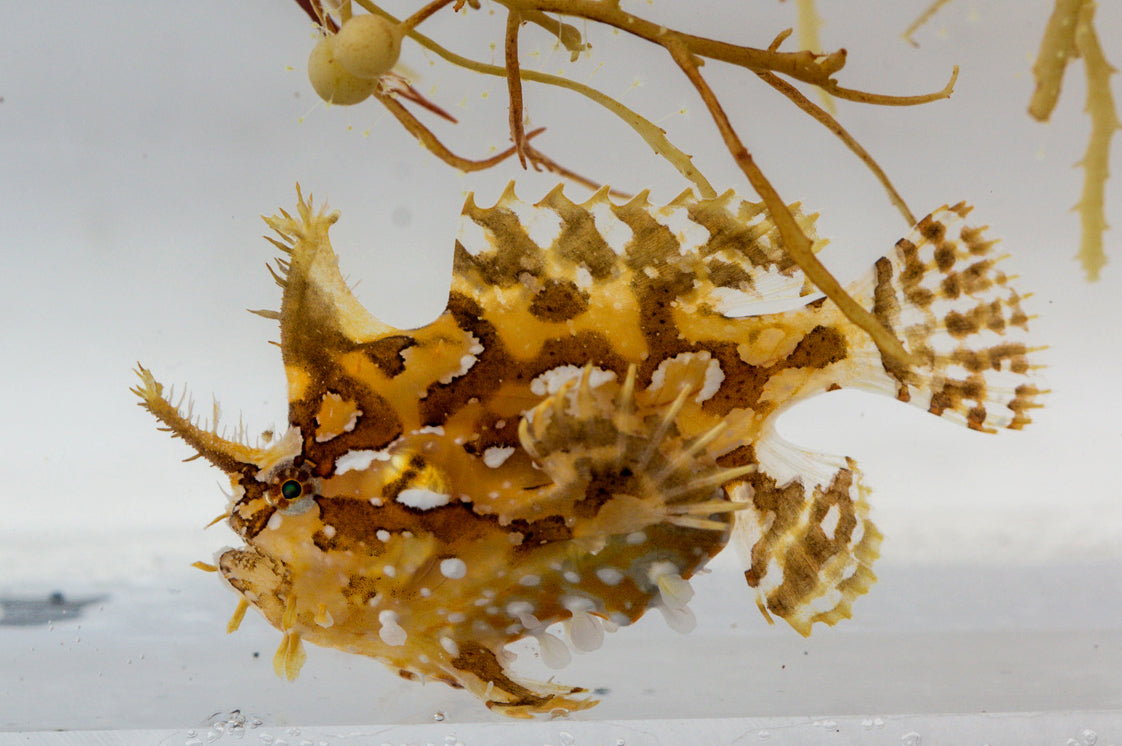Sargassum Angler Size: M 3" to 4"