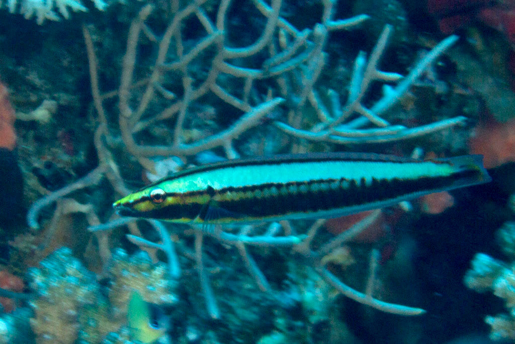 Ring Wrasse Size: L 4" to 5" Juv