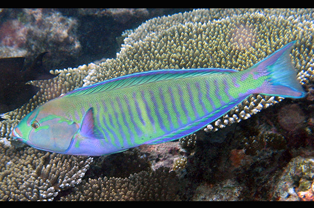Ring Wrasse Size: L 4" to 5" Juv