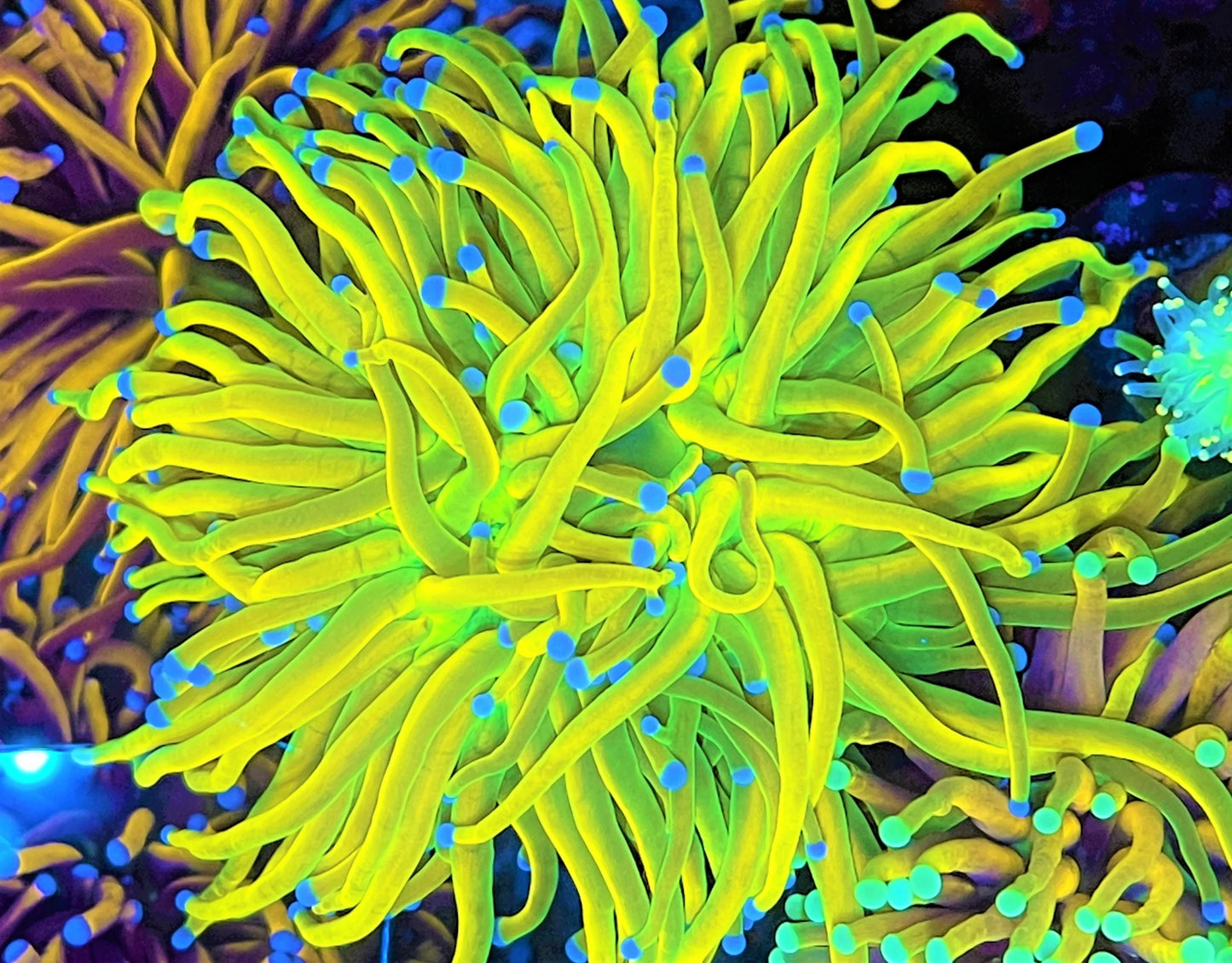 Holy Grail Torch Coral Grade A Size: L 2" to 3" Approx Frag