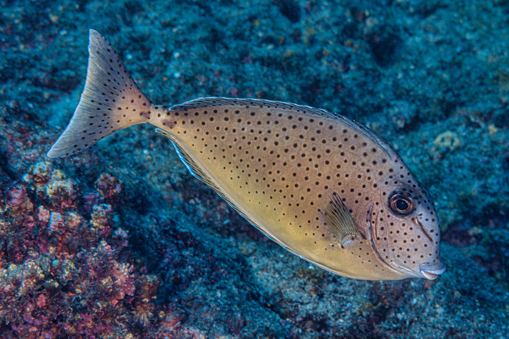 Humphead Unicorn Tang Size: SHOW 8" and Above