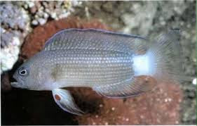 Red Pelvic Fin Size: S 1" to 2"