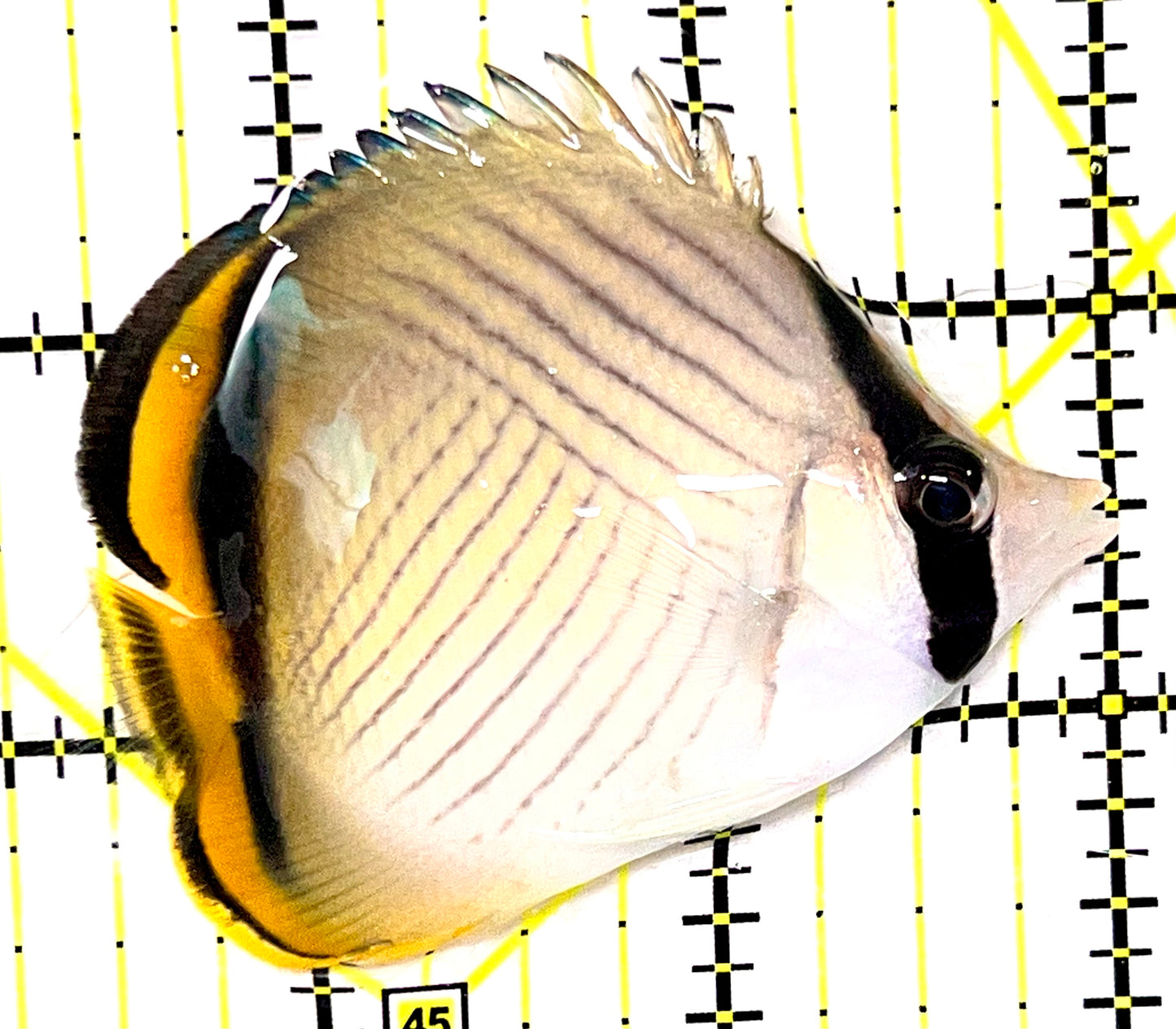Vagabond Butterflyfish VB090201 WYSIWYG Size S 2.5" approx