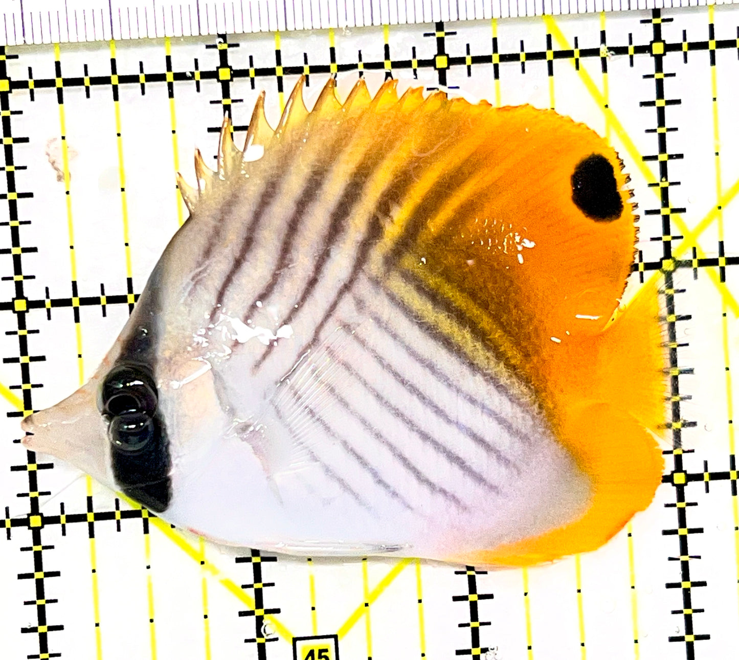 Auriga Butterflyfish AB090201 WYSIWYG Size: L 3" approx