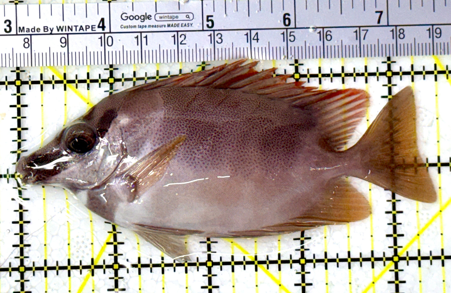 Magnificent Foxface MF111904 WYSIWYG Size: ML 4.5" approx