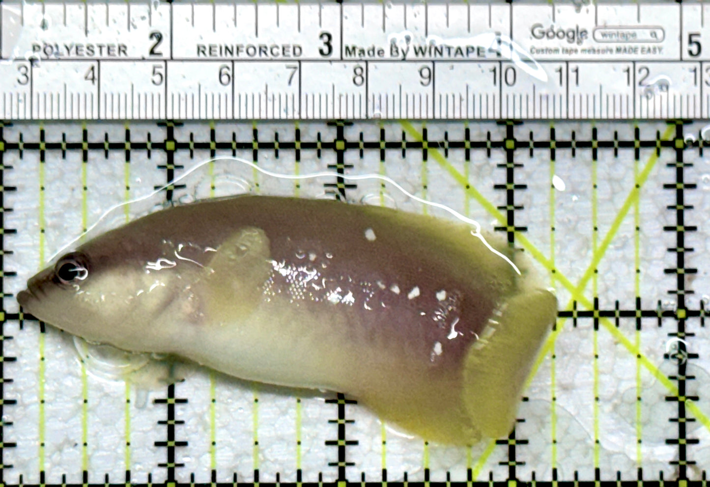 Greater Soapfish GS101801 WYSIWYG Size: 3.75"