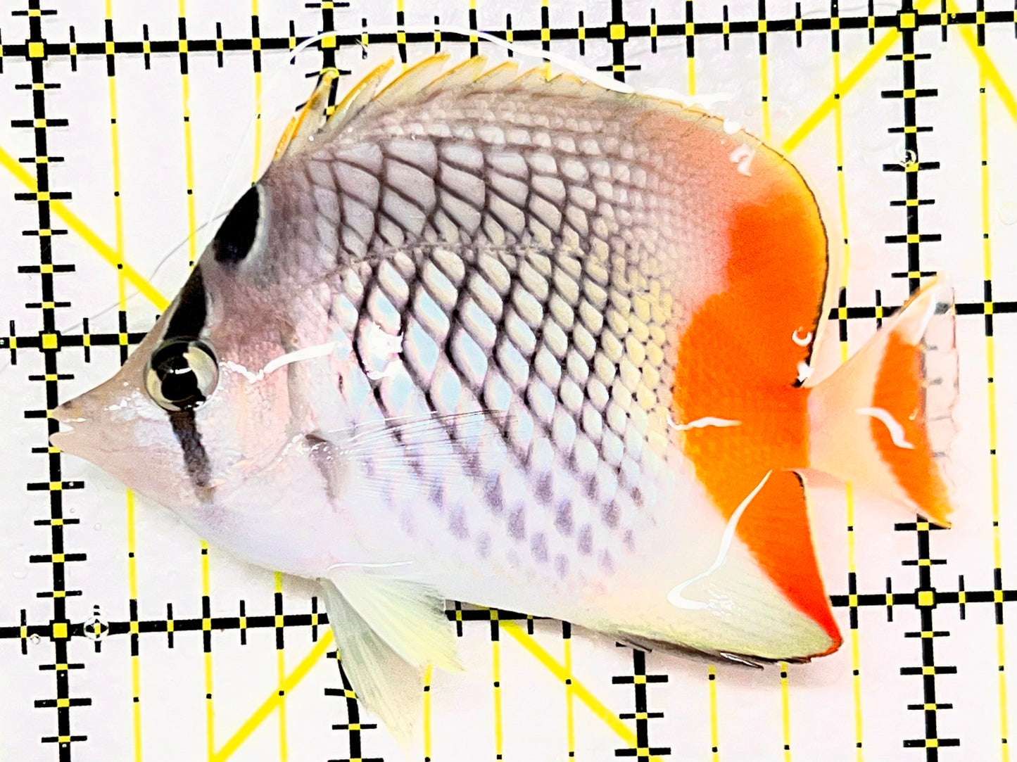 Pearlscale Butterflyfish PB090202 WYSIWYG Size: M 3.25" approx
